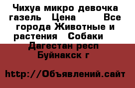 Чихуа микро девочка газель › Цена ­ 65 - Все города Животные и растения » Собаки   . Дагестан респ.,Буйнакск г.